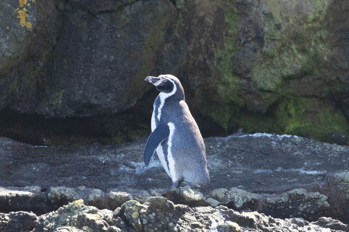 Humboldt Penguin - ML645551585