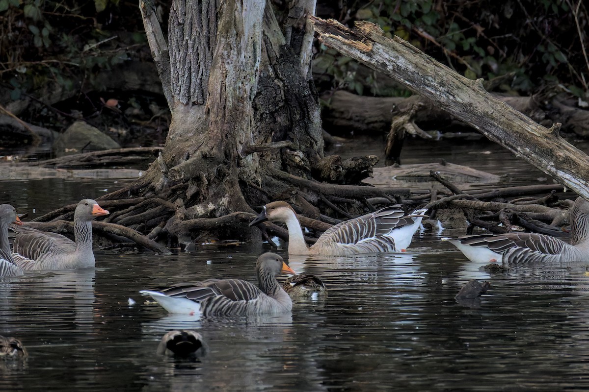 Гуска китайська (свійська) - ML645551586