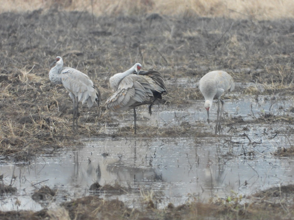 Sandhill Crane - ML645551587