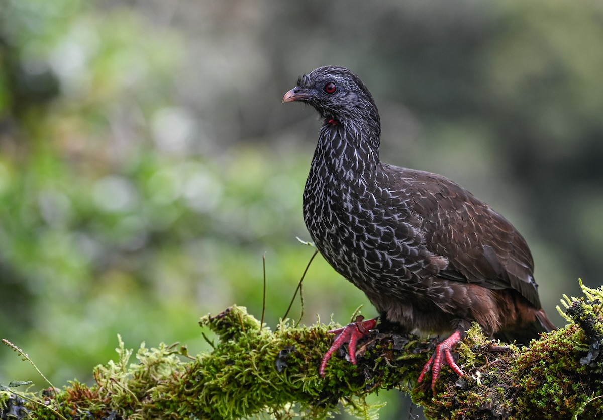Пенелопа андська - ML645551588
