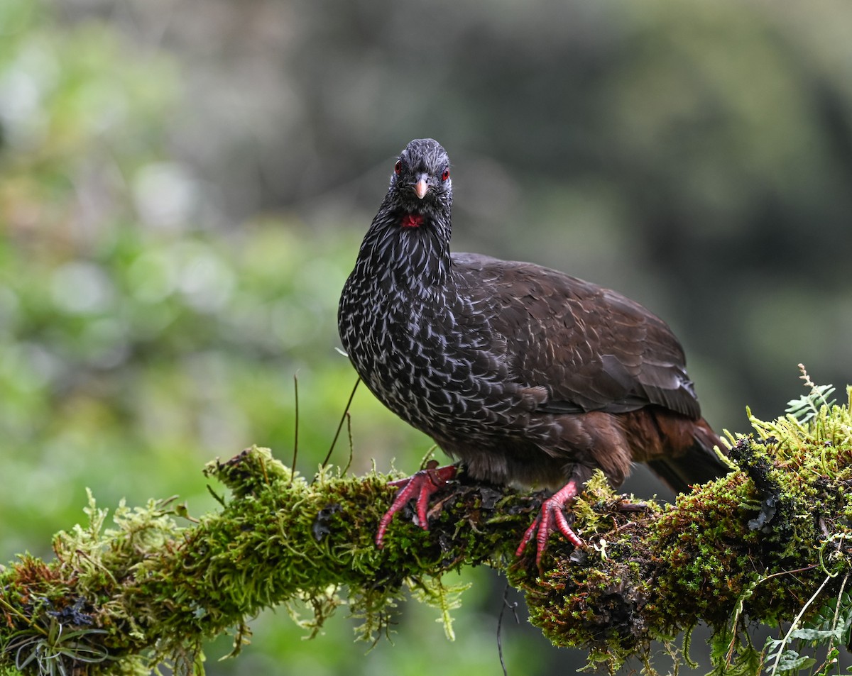Пенелопа андська - ML645551589