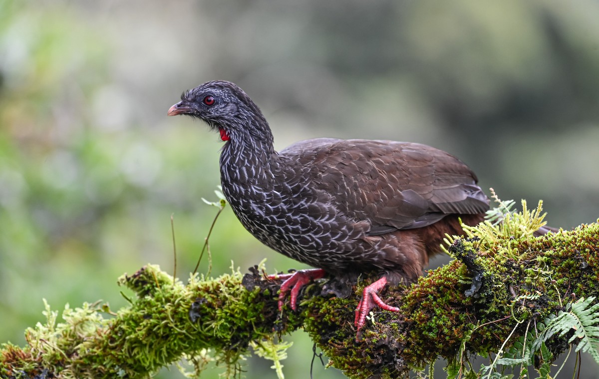 Пенелопа андська - ML645551590