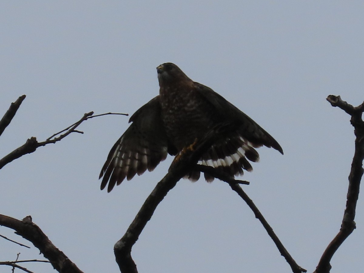 Канюк ширококрилий - ML645551593