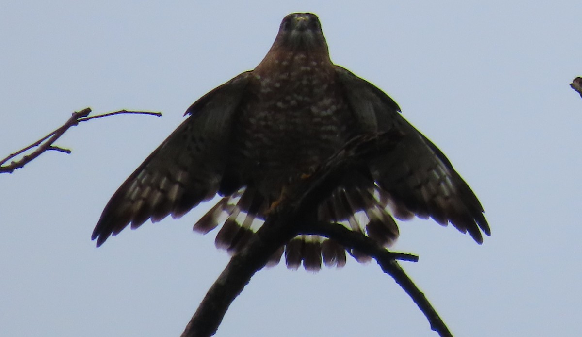 Канюк ширококрилий - ML645551594