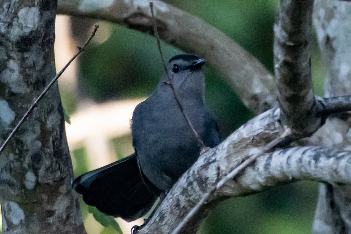 ימימן אמריקני - ML645551600