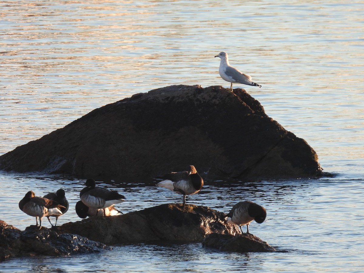 racek kroužkozobý - ML645551610