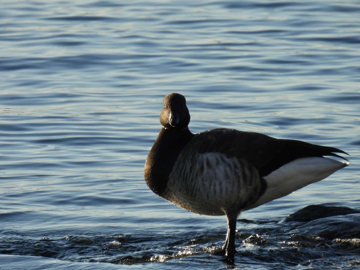 berneška tmavá - ML645551625