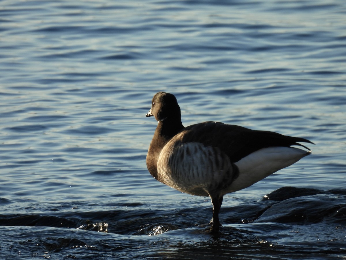 berneška tmavá - ML645551626