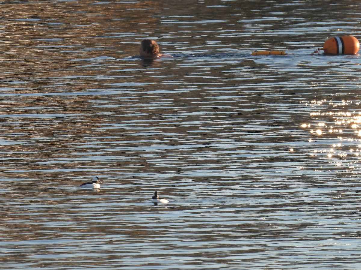 hohol bělavý - ML645551634