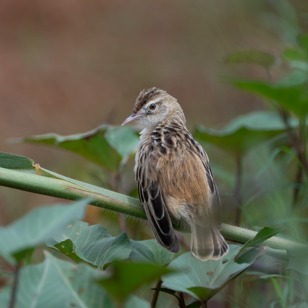 Cisticole des joncs - ML645551665