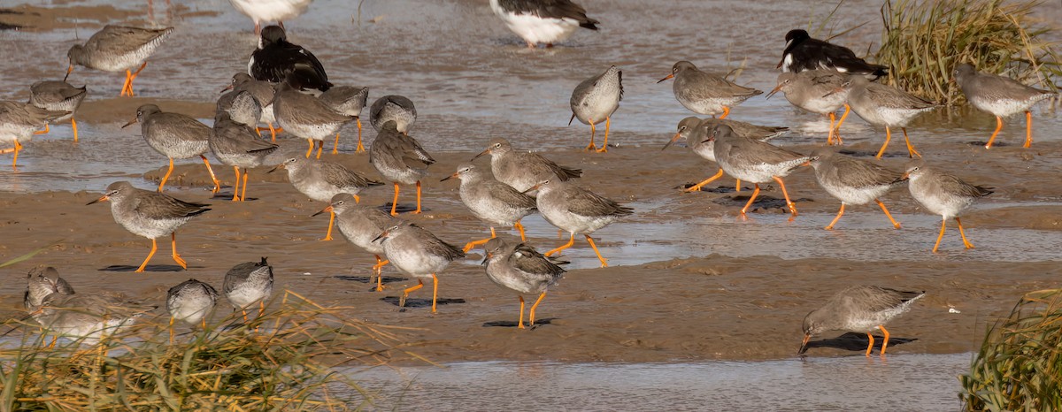 Common Redshank - ML645551671