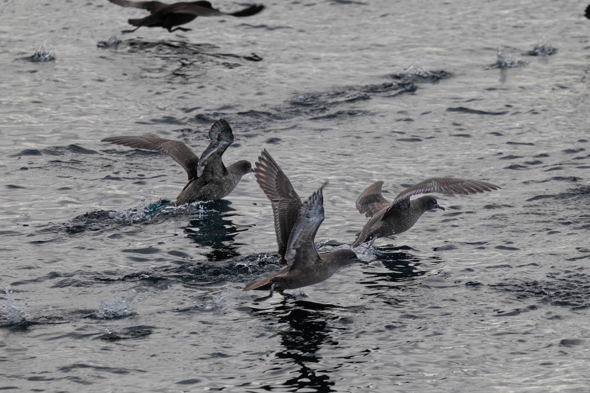 Sooty Shearwater - ML645551680