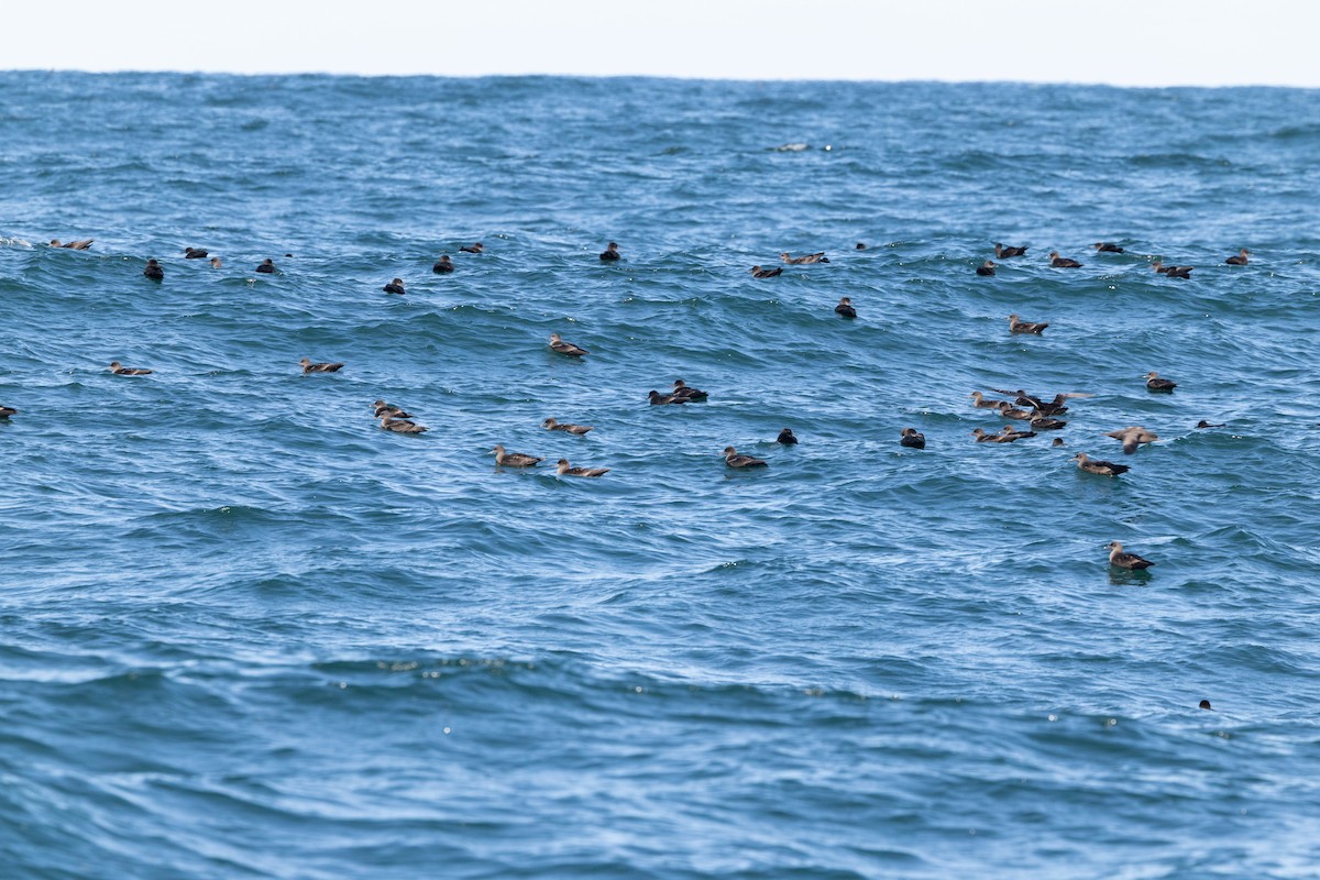 Sooty Shearwater - ML645551681