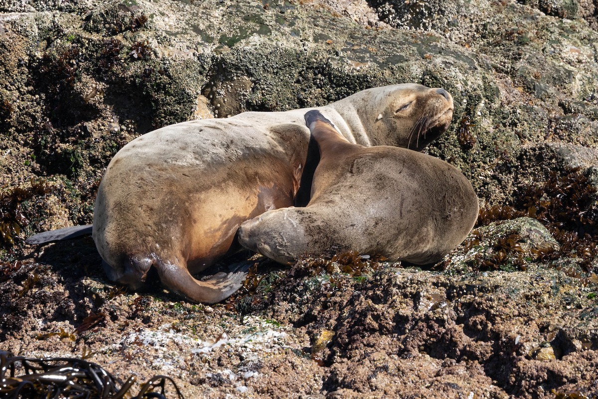South American Sea Lion - ML645551689