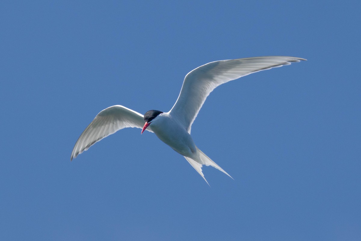 South American Tern - ML645551697