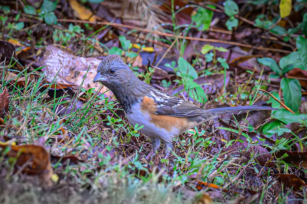 Spotted Towhee - ML645551703