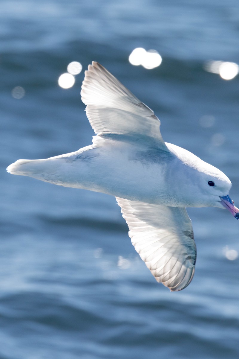 Southern Fulmar - ML645551704