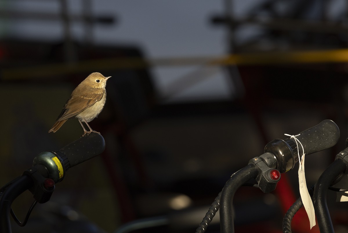 Hermit Thrush - ML645551705
