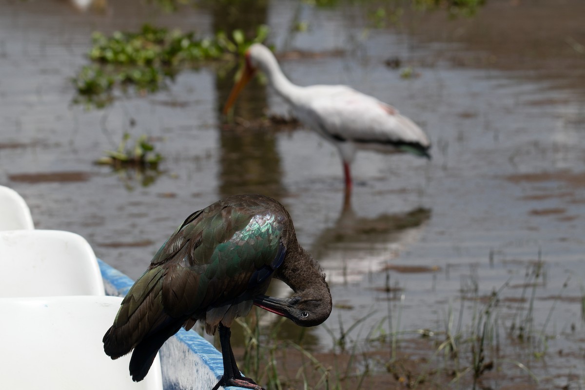 Хагедаш - ML645551709