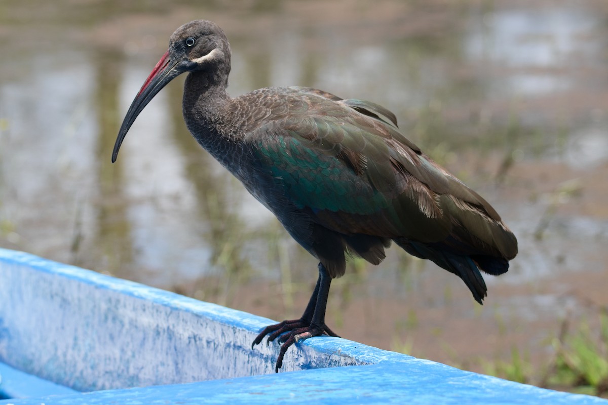 Хагедаш - ML645551710