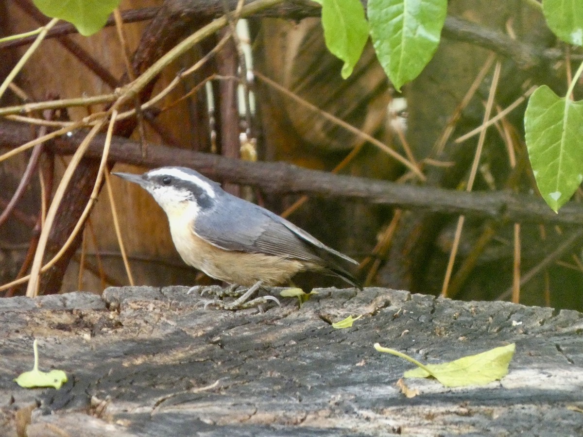 Red-breasted Nuthatch - ML645551711