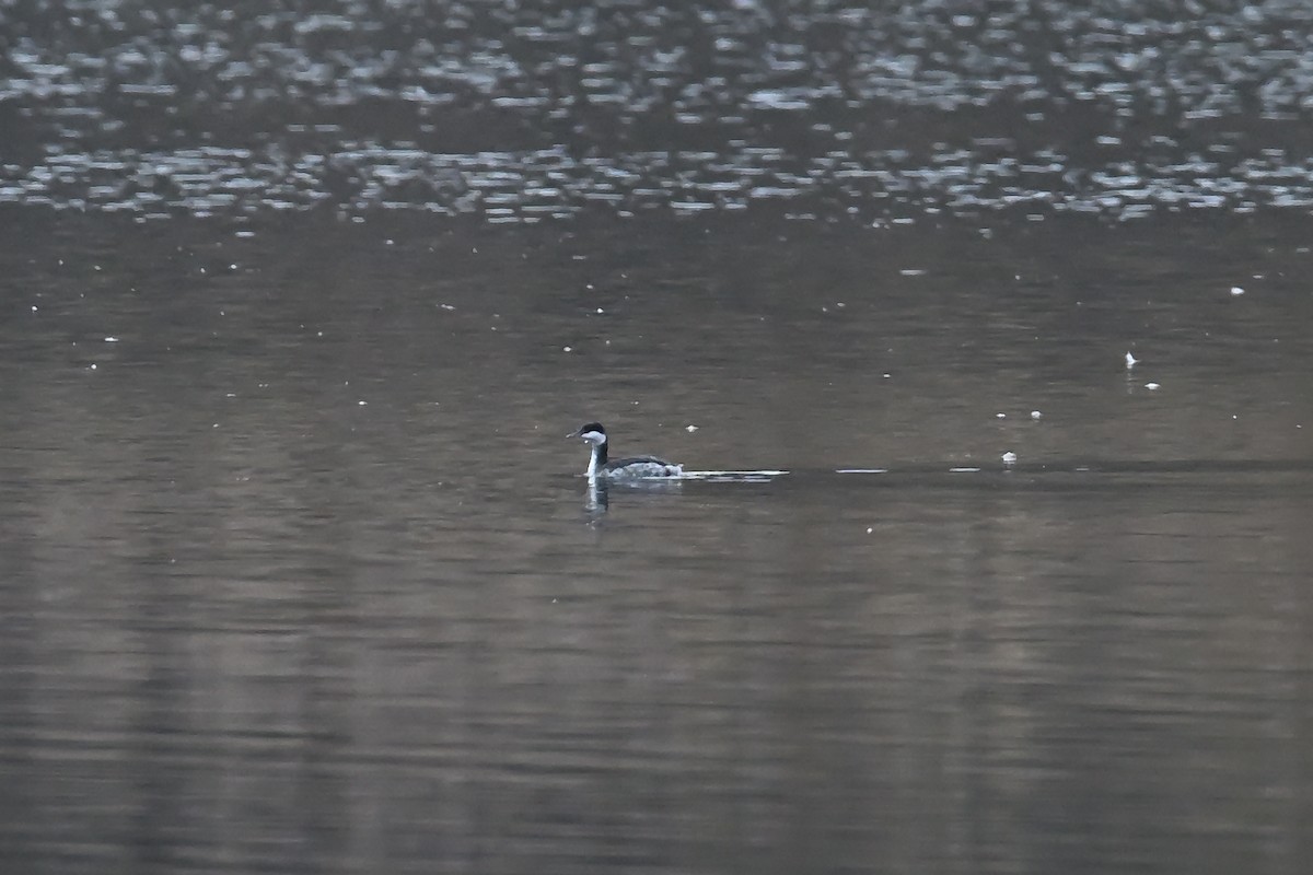 Horned Grebe - ML645551728