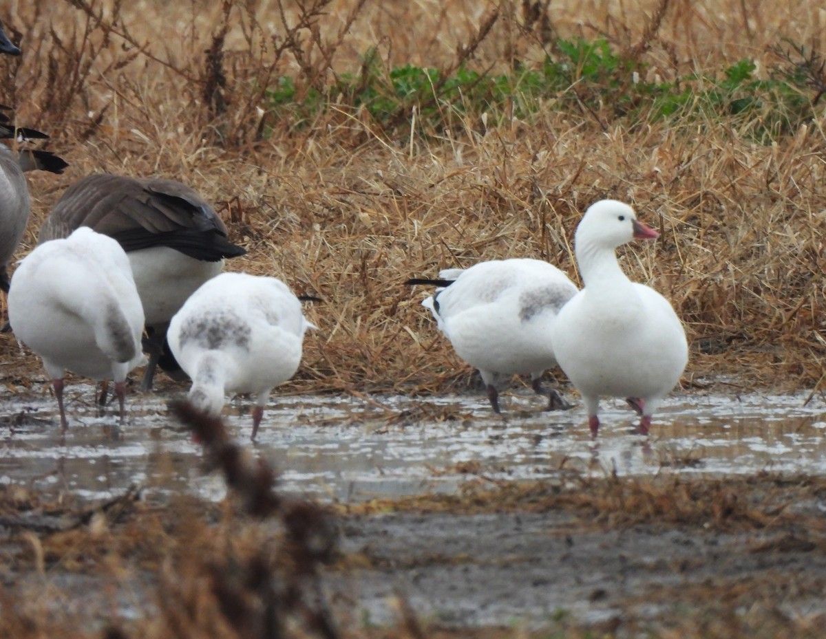 Ross's Goose - ML645551732