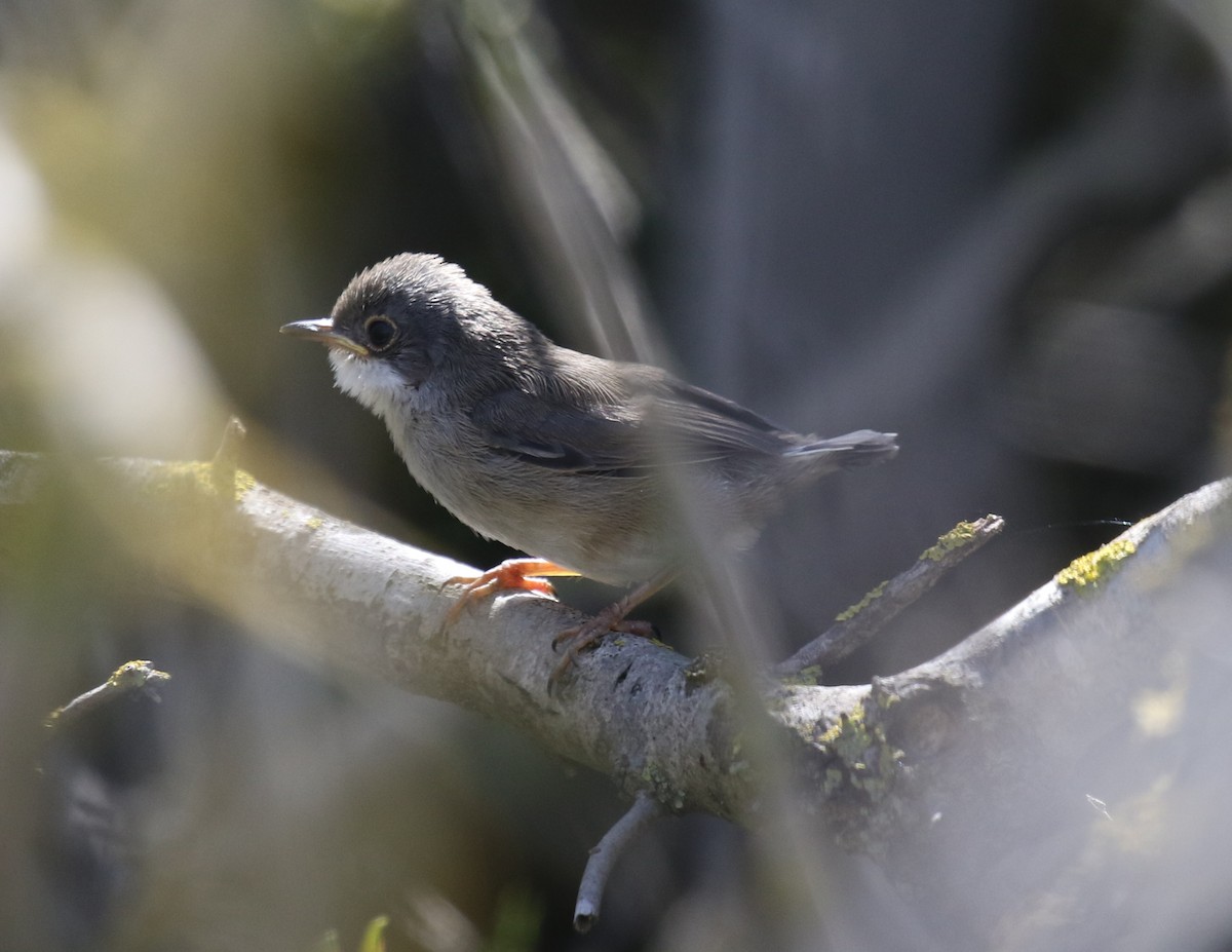 Sardinian Warbler - ML645551733