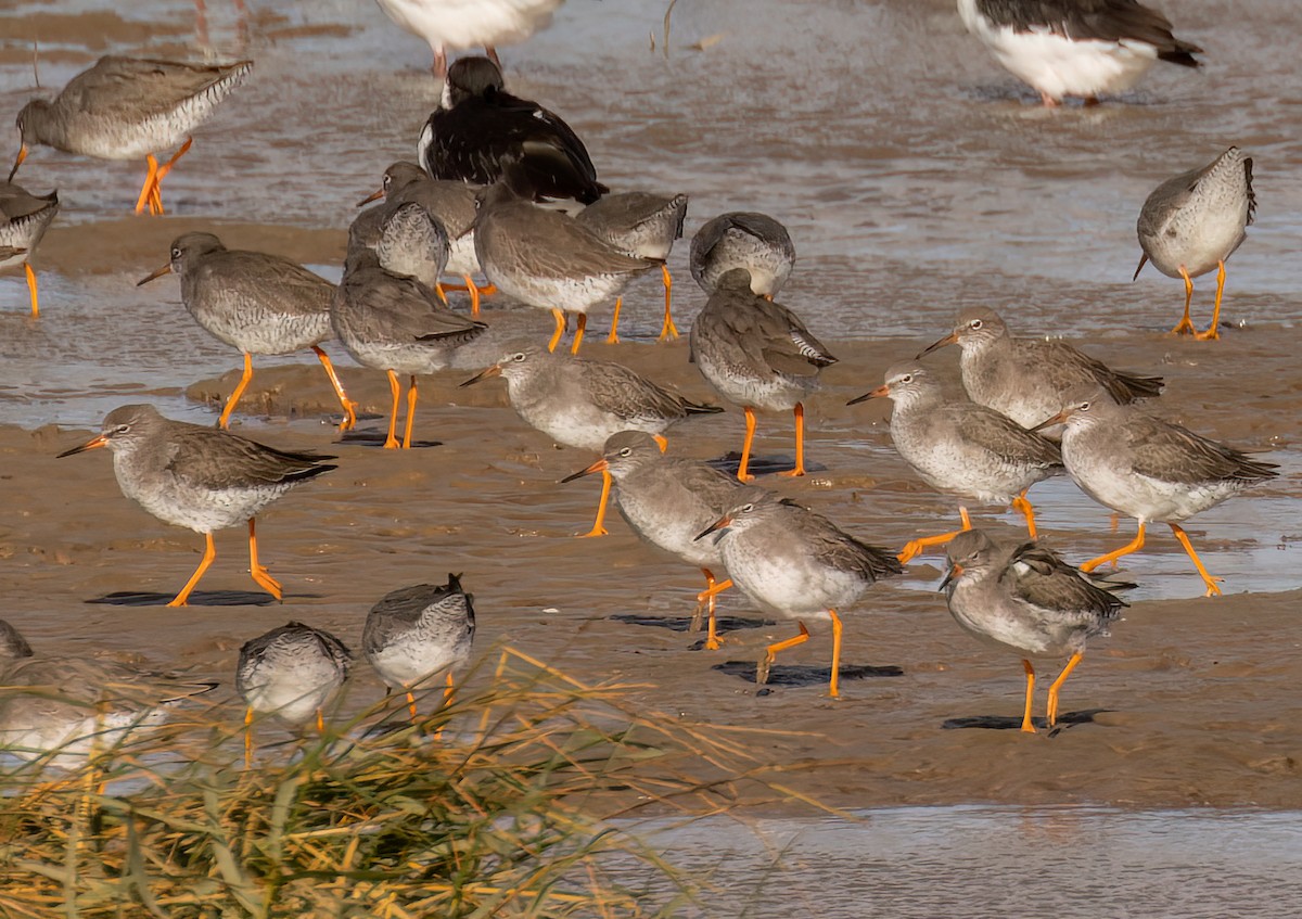 Common Redshank - ML645551735