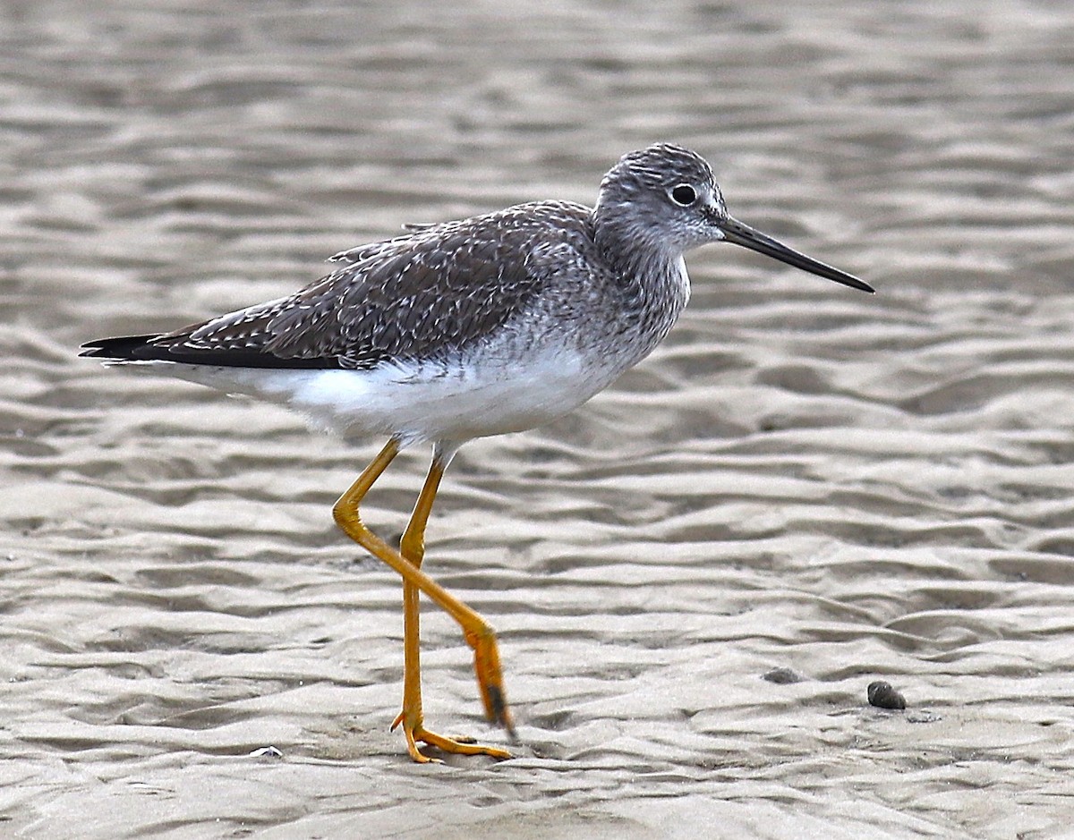 Greater Yellowlegs - ML645551737