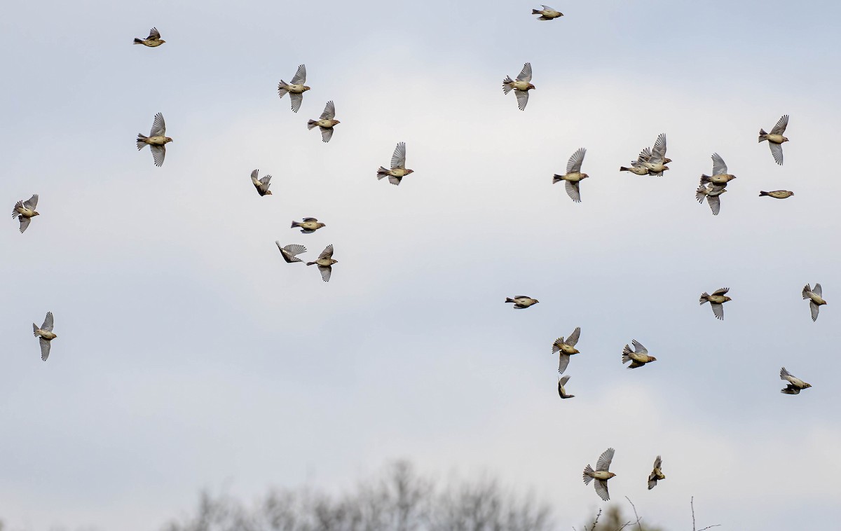 Corn Bunting - ML645551740