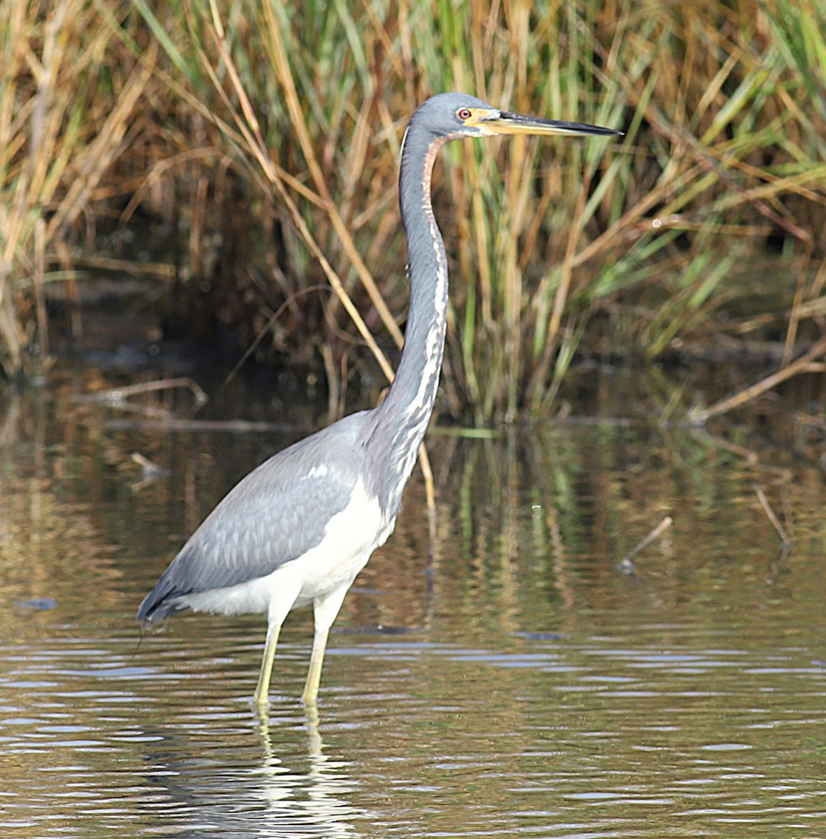 Tricolored Heron - ML645551741