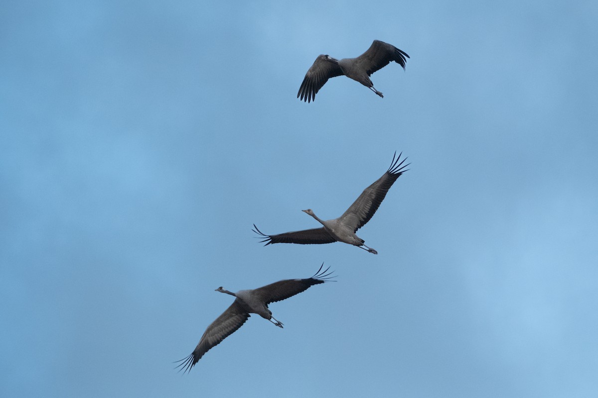 Common Crane - ML645551748