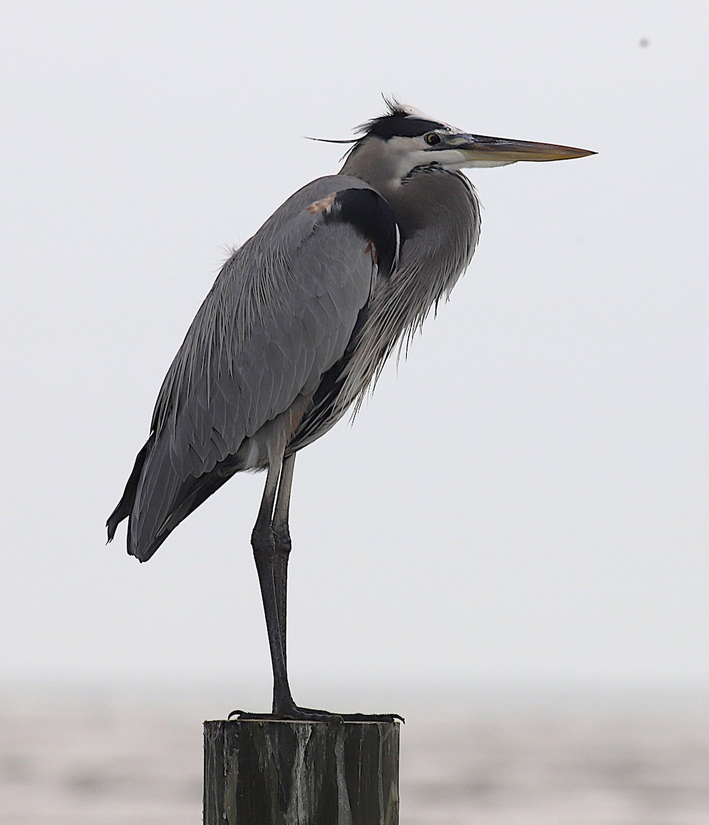 Great Blue Heron - ML645551764