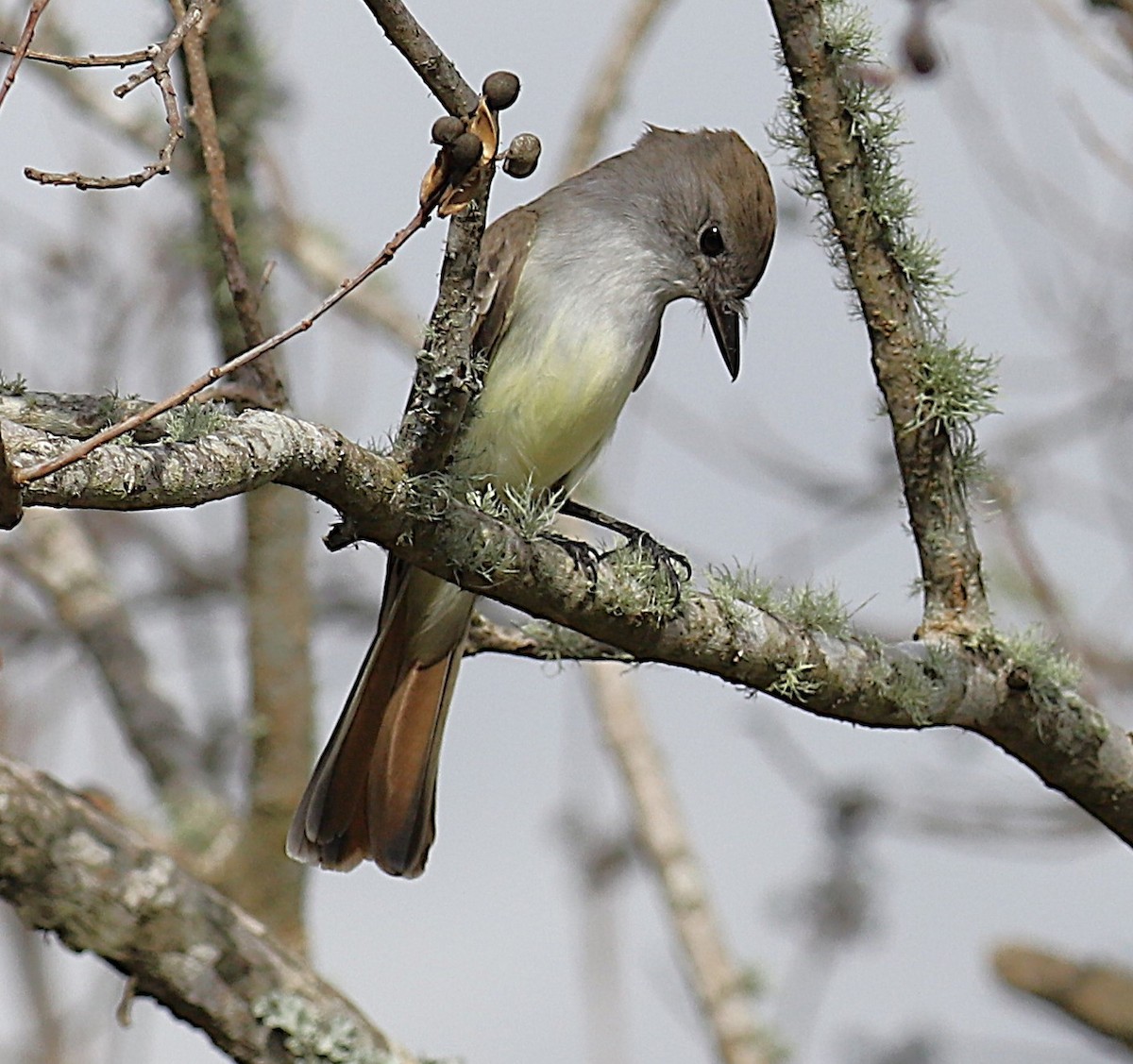 Ash-throated Flycatcher - ML645551780