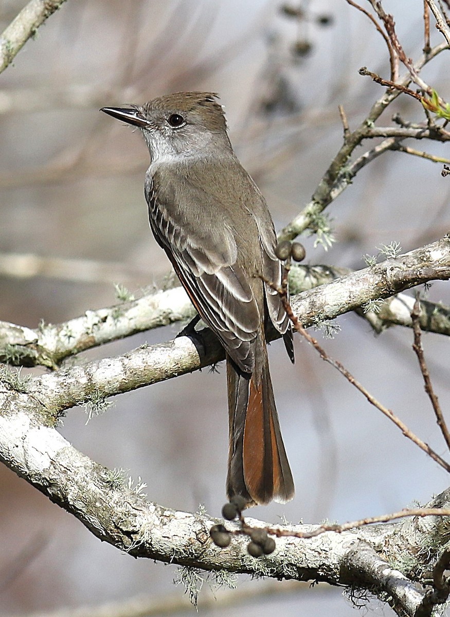 Ash-throated Flycatcher - ML645551781