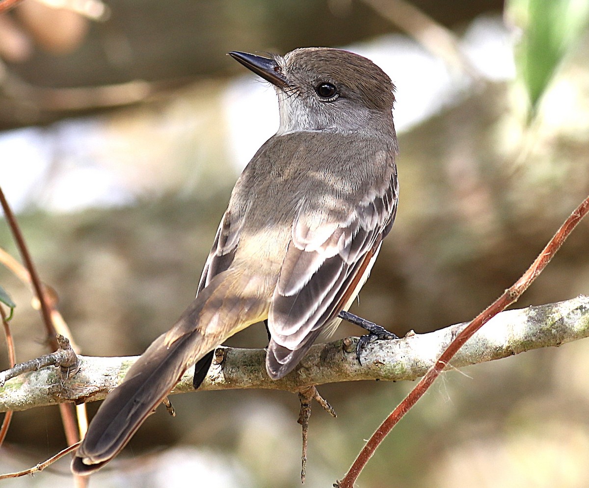 Ash-throated Flycatcher - ML645551782