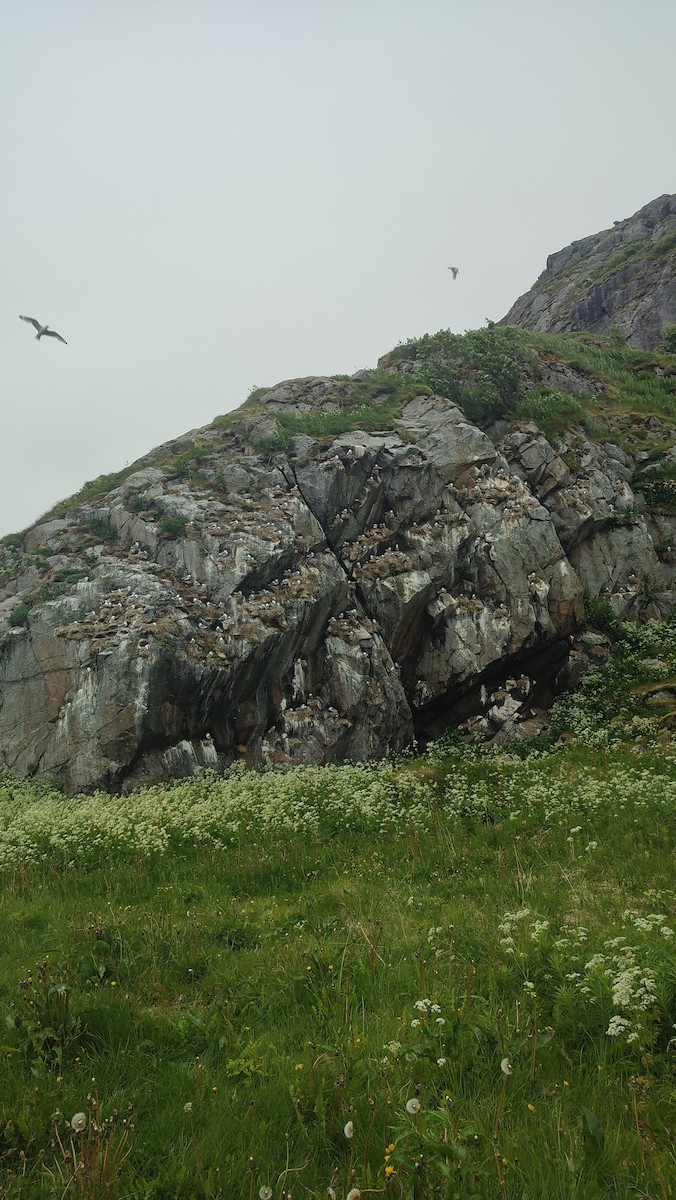 krykkje - ML645551783