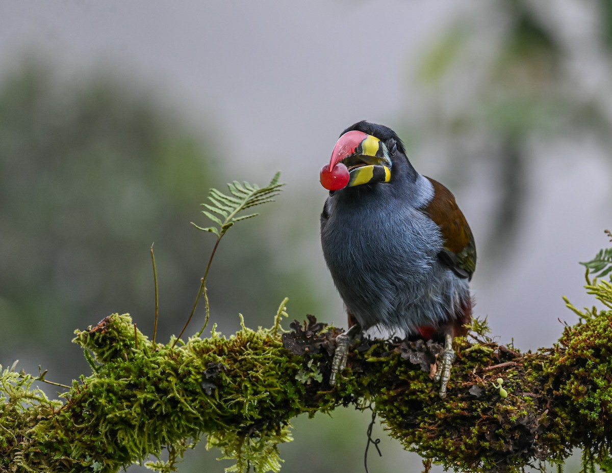 lavendeltukan - ML645551785