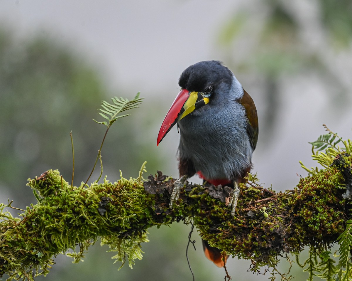 lavendeltukan - ML645551786