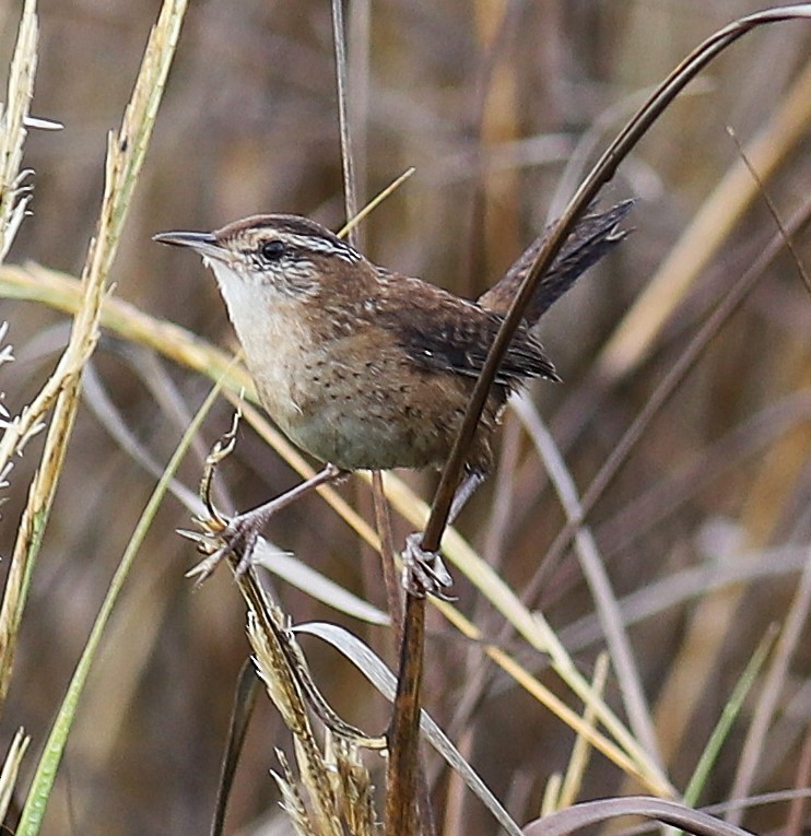 Marsh Wren - ML645551793