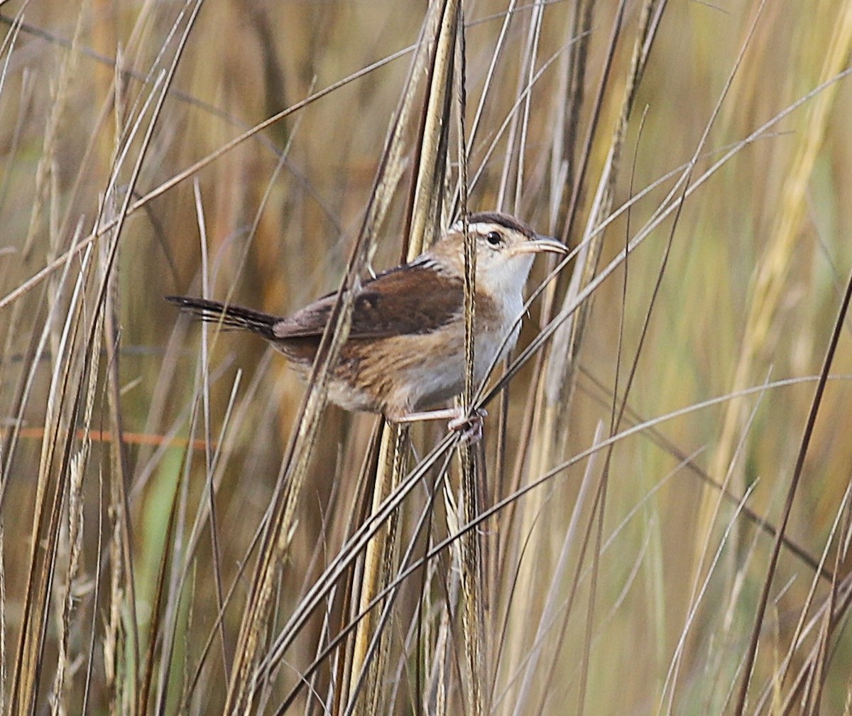Marsh Wren - ML645551794