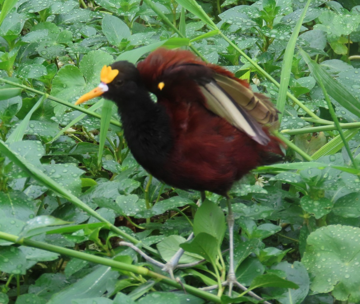 Northern Jacana - ML645551795