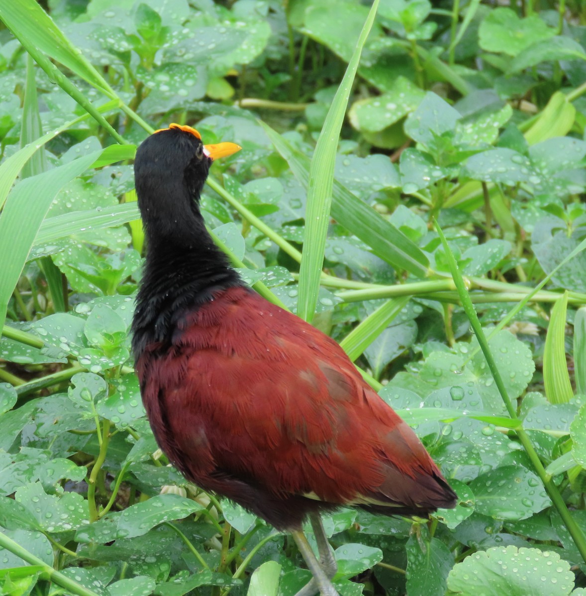 Northern Jacana - ML645551796