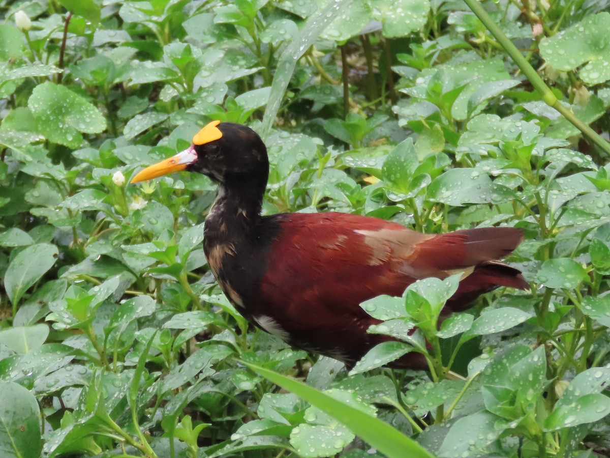 Northern Jacana - ML645551797