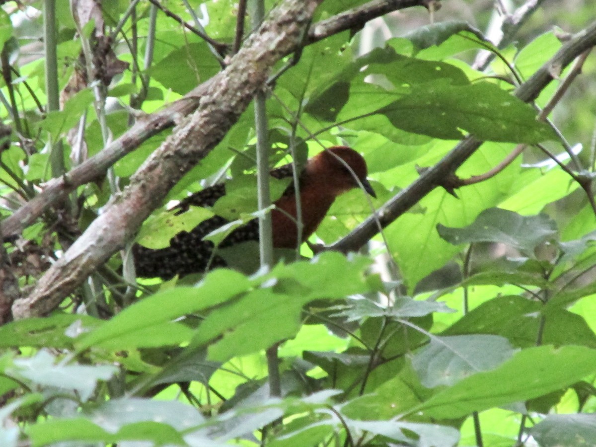 Buff-spotted Flufftail - ML645551798