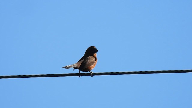 Каштаново-чёрный просяночник - ML645551801