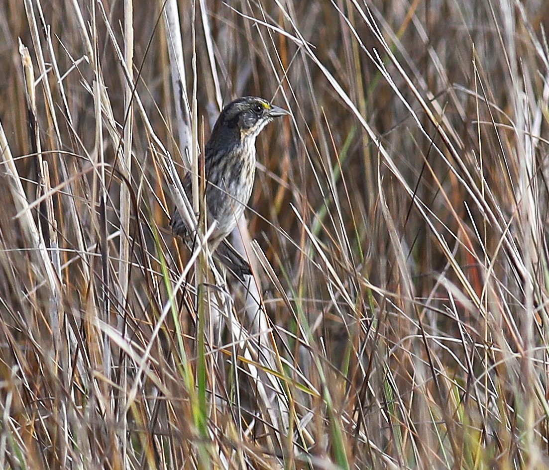 Seaside Sparrow - ML645551802
