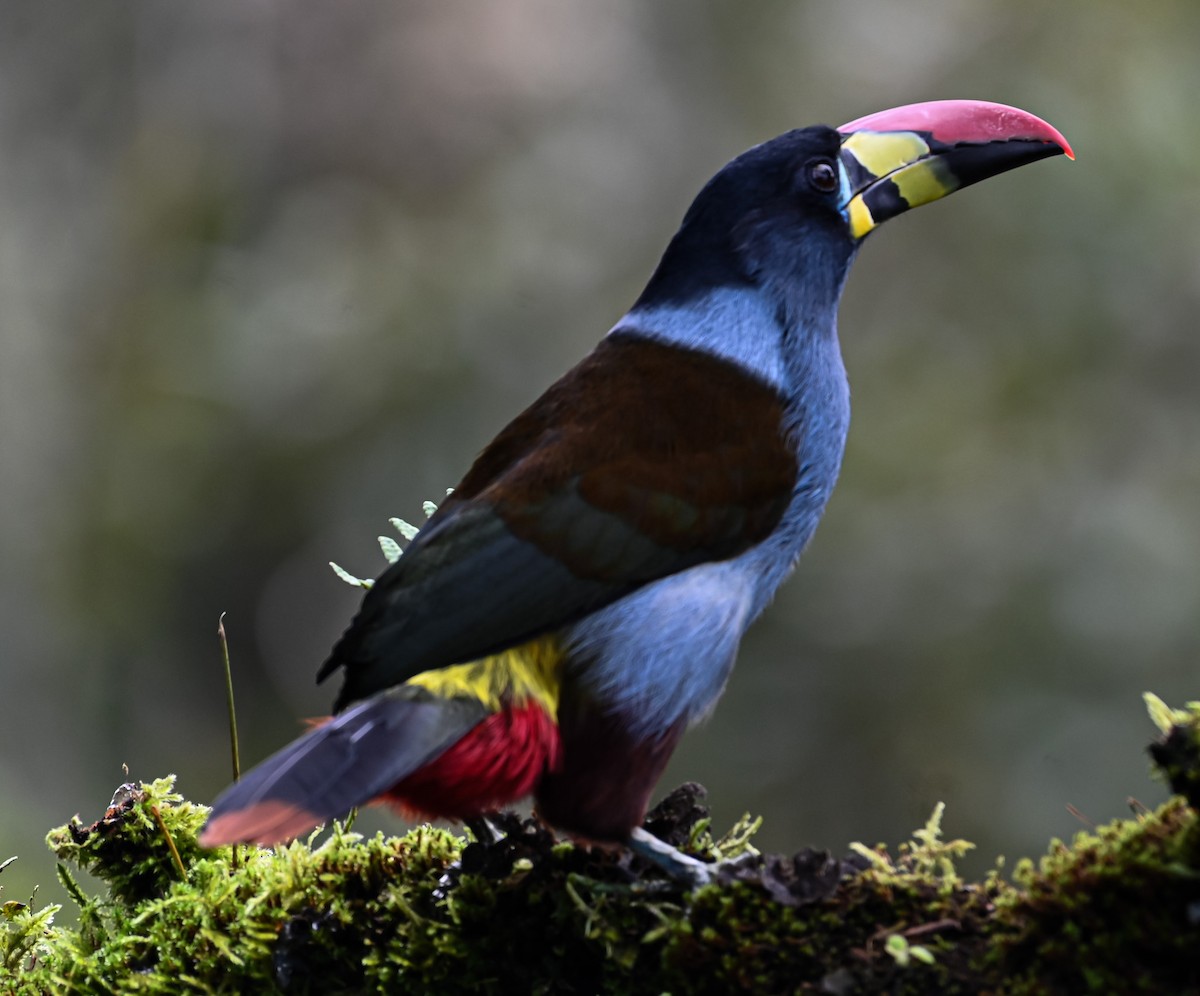 lavendeltukan - ML645551808