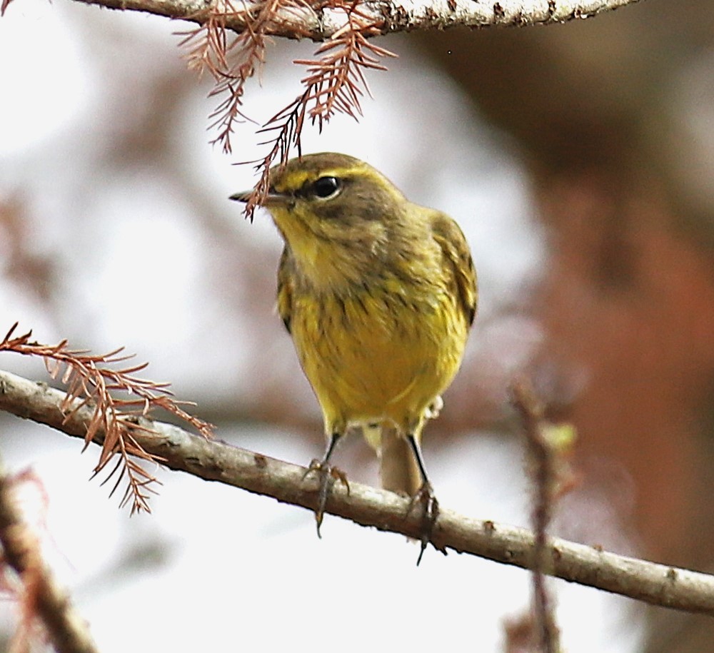 Palm Warbler - ML645551817
